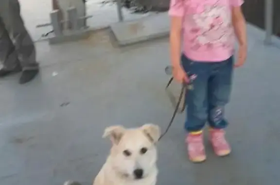 Пропала собака на выемке в Ярославле