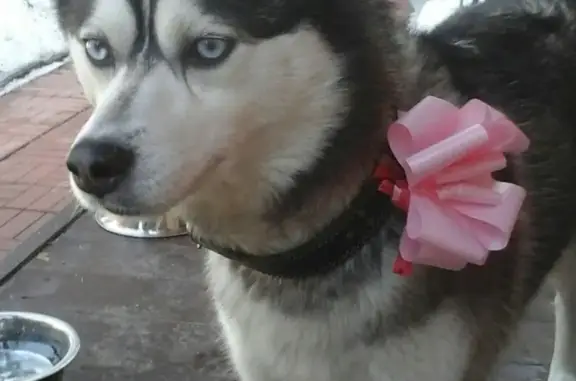 Пропала собака Стелла в Загорянском, Московская область