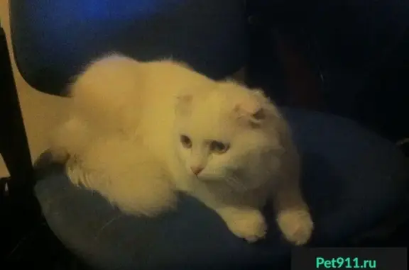 Найден породистый кот в Оренбурге
