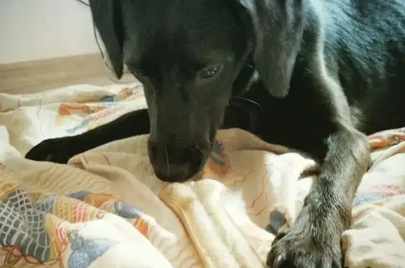 Найдена собака метис в Новосибирске