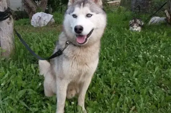 Найдена собака возле Сычево, Волоколамский район