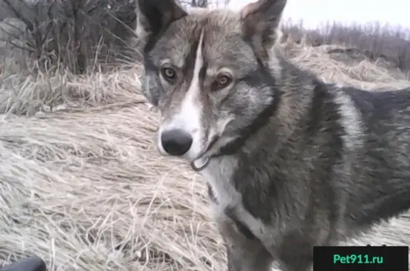 Пропала собака в Белгороде: Западно-сибирская лайка, район Спутник-Молодёжная-Раздобаркино.