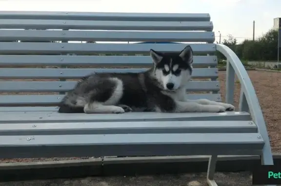 Кошки потеряшки, Котельское, фото: Потеряшка кошка и сука Хаски в Тарайке