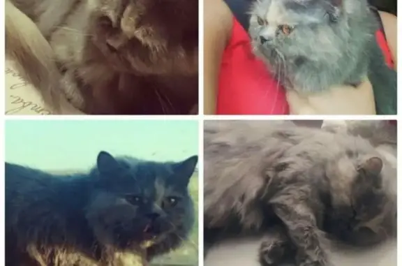 Пропала кошка на Карла Маркса 39А, вознаграждение за находку