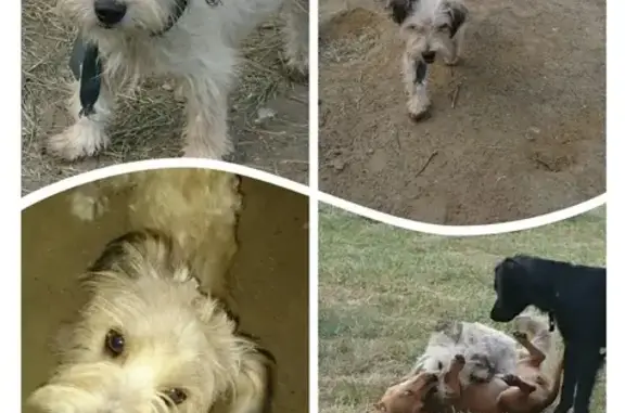 Найден щенок бело-кремового окраса на ул. Ленина 161