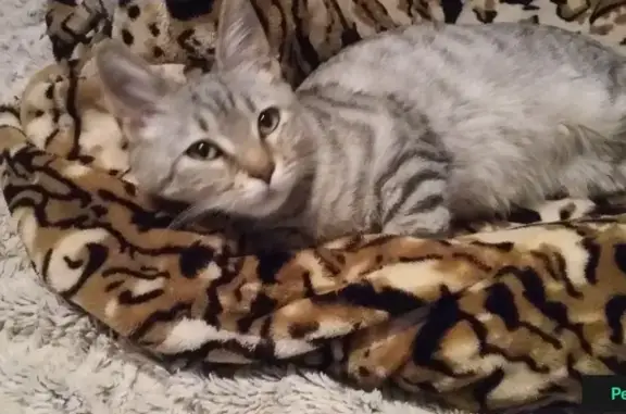 Найдена кошка в Санкт-Петербурге, Кировский район