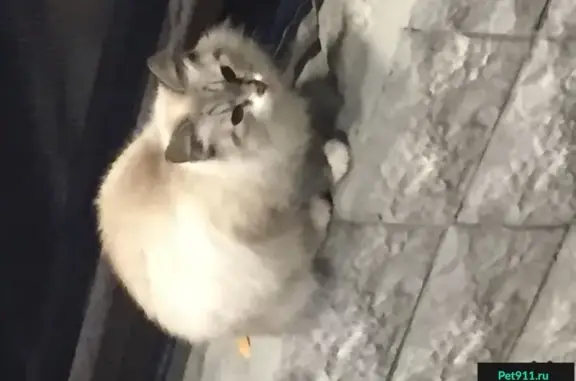 Найдена кошка на ул. Наседкина в Череповце