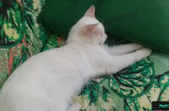 Найден ручной белый кот в деревне Коростылёво