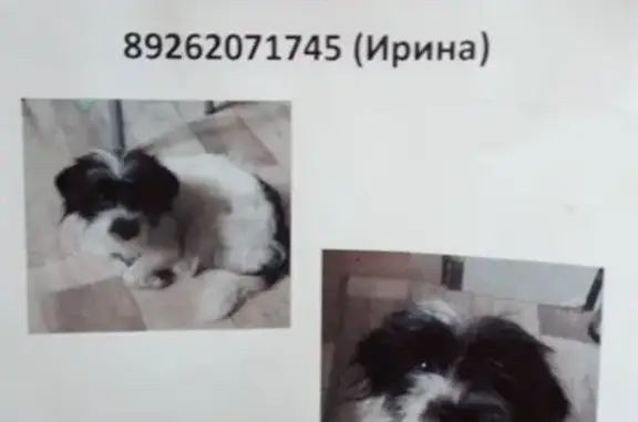 Найдена собака в посёлке Снегири, Московская область