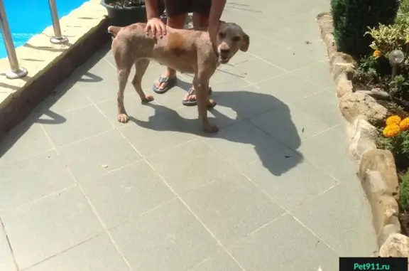 Собака найдена в Лоо, Сочи, с зеленым ошейником.