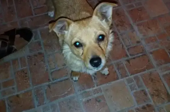 Найдена умная и ласковая собака в Анапе