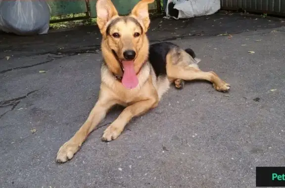 Пропала собака в Фили-Давыдково.