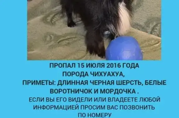 Пропала собака породы чихуахуа в Королёве 15 июля 2016 года