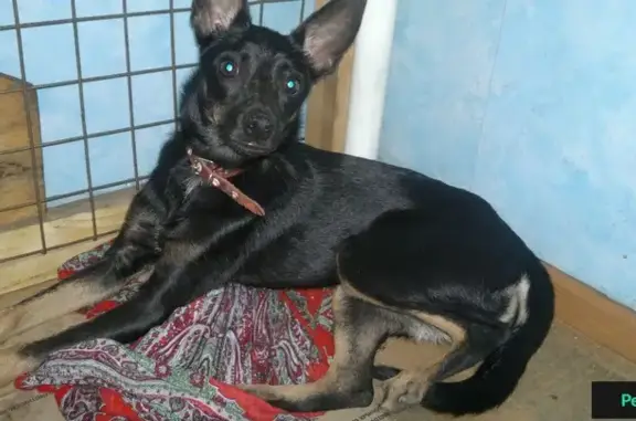 Собака найдена на Васхниле в Новосибирске