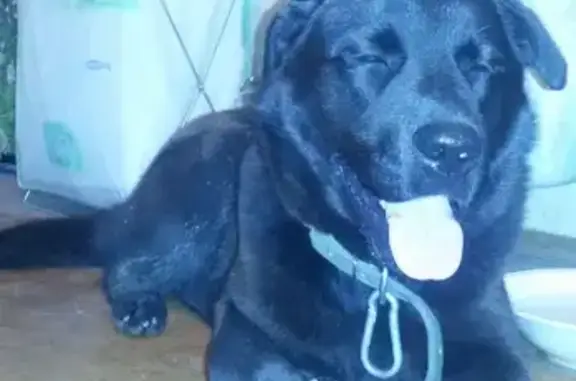 Найдена собака в Пионерском, Екатеринбург