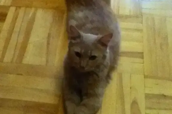Найден пушистый кот в Щёлково-3, ищет хозяев/передержку.