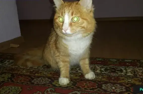 Найден рыжий кот на ул. Выборной, Новосибирск