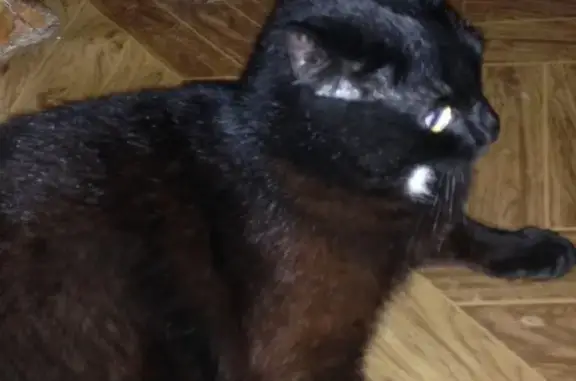 Найден черный кот на Зюкайской, Пермь