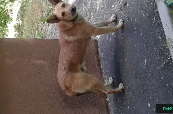 Собака ждет хозяев возле дома 13 на ул. Мокроусова в Белгороде