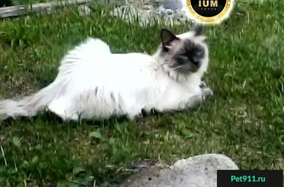 Пропала кошка Спиридона в пос. Стригино, Нижний Новгород