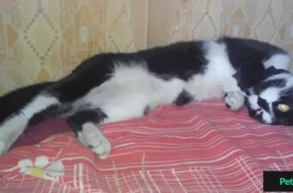 Пропала кошка на Краснодонской 10, Рышкановка, вознаграждение.