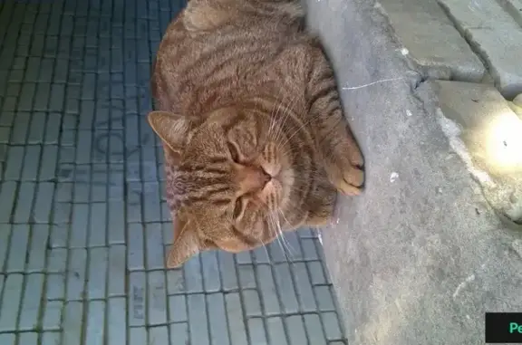 Найдена кошка на ул. Антонова, 25