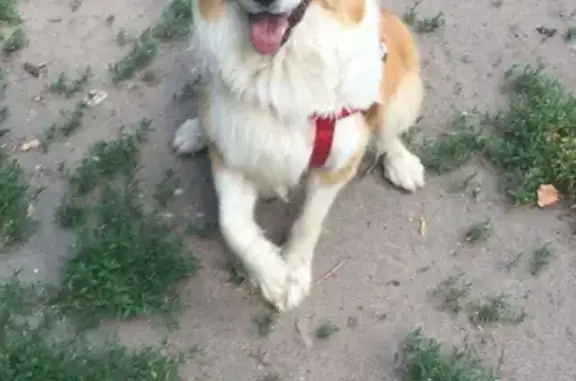 Найден чистый и ласковый пёс в Москве, район Аэропорт