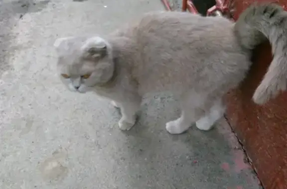 Найдена домашняя кошка на Театральной улице 2А