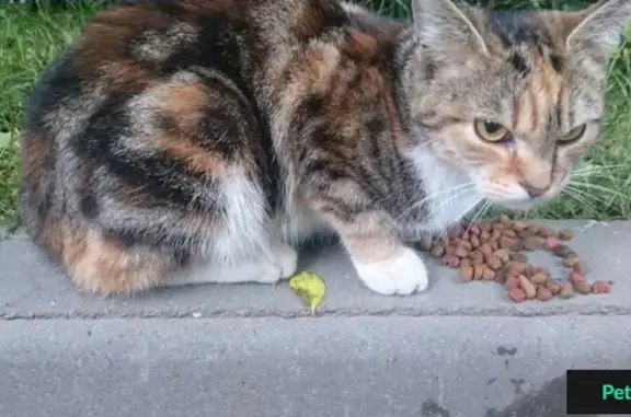 Найдена кошка на улице Палехской, 14 в Москве