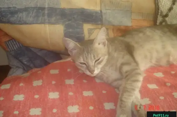 Найдена кошка в д. Патрушево, Тюмень