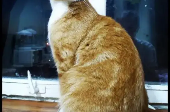 Найден рыжий кот на ул. Свердлова в Ярославле