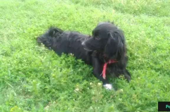 Найдена черная собака на ул. Маяковского-Мира, Сургут
