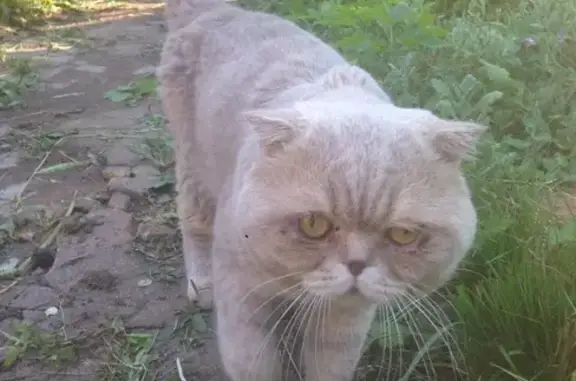 Найден британский кот в мкр. Опалиха, ищем хозяина