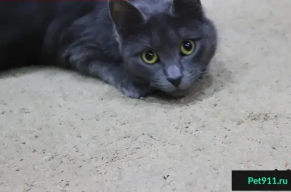 Кошки потеряшки, Дружба, фото: Потеряшка кошка Кира в районе дачных кооперативов, Ю-З Украина