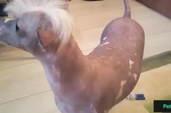 Собаки потеряшки, Мещера, фото: Потеряшка кобель Купер в Мещере