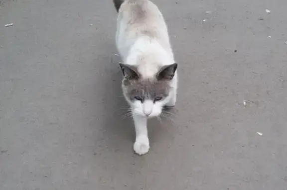 Найдена кошка в центре Копейска, ул.