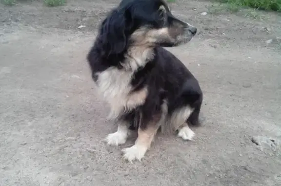 Найдена собака в Захламино, Молодёжная улица