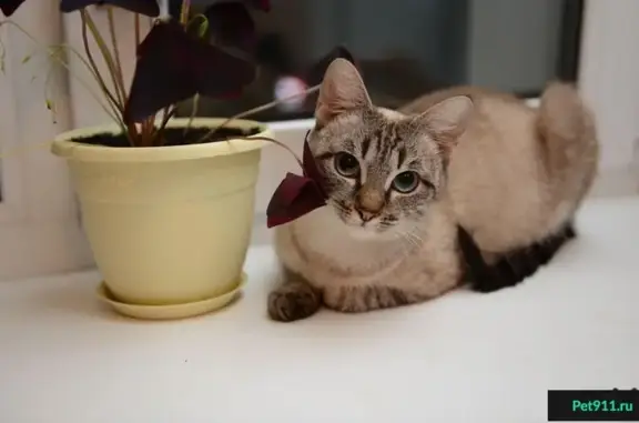 Найдена кошка Красавица в районе Герцена - Маклина - К. Либкнехта, ищет хозяев!