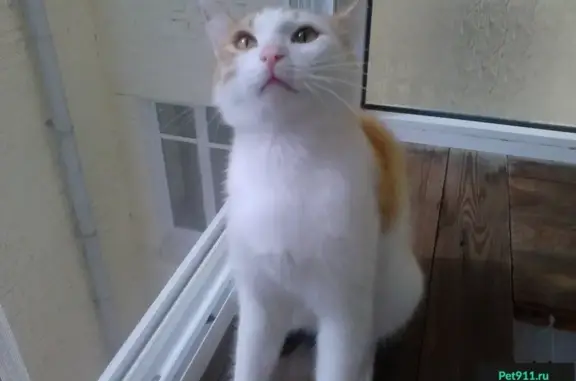 Найден домашний котик на улице Азина-Свердлова