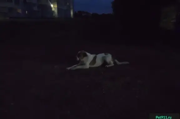 Найдена собака в Копейске с рыже-коричневыми пятнами