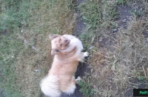 Найден рыжий пес на Затоне в Красноярске