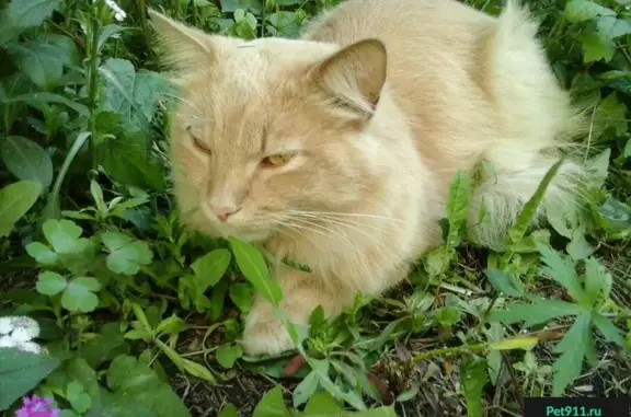 Найден персиковый кот на ул. Красный Путь, 74