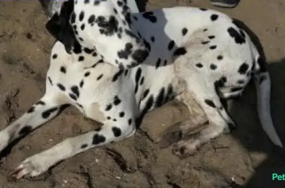 Найдена далматинская собака на пляже Чайка, Челябинск