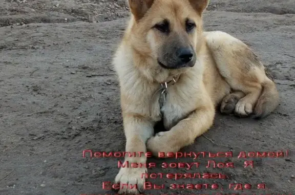 Пропала собака Лоя в Пролетарском районе, Тверь