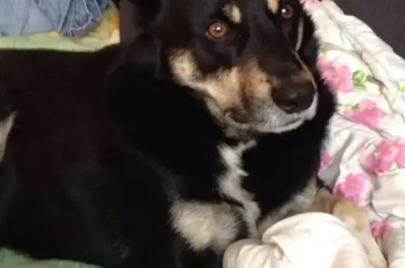 Собаки потеряшки, СНТ Лесное-2, фото: Потеряшка собака Тимофей в СНТ Лесное-2