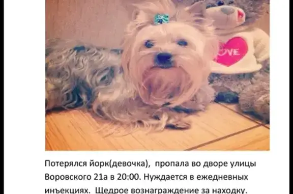 Пропала собака на Воровского 21, Киров