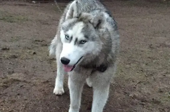 Пропала собака Буран в Рощино, Ленобласть