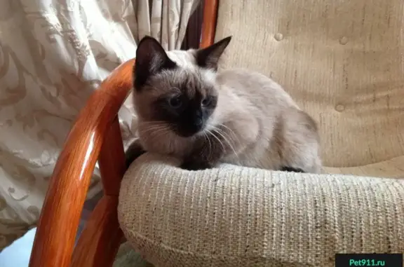 Пропала сиамская кошка в Одинцовском районе, Московская область