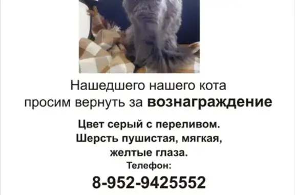 Пропала кошка в Бердске, Новый поселок, Большевистская 53