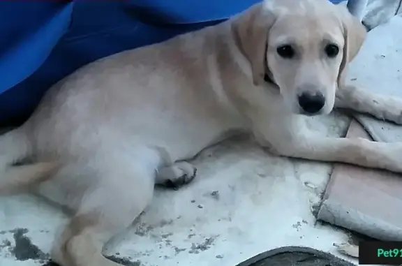Пропала собака в г. Аксай, вознаграждение гарантировано
